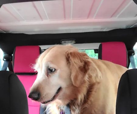 Second Chance Animal Services Community Veterinary Hospital