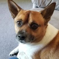 South Deerfield Veterinary Clinic ico