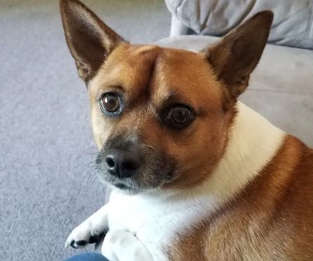 South Deerfield Veterinary Clinic