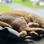Whispering Willow Home Euthanasia