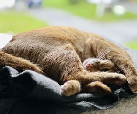 Whispering Willow Home Euthanasia