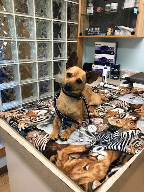 Windy Hollow Veterinary Clinic Picture 6