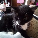 Spencer Veterinary Hospital, LLC