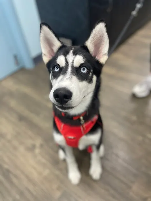 Family Vet Care Center Picture 8
