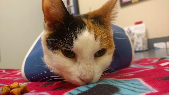 BluePearl Pet Hospital Picture 5