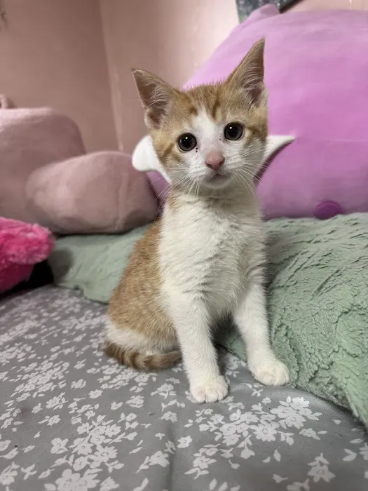BluePearl Pet Hospital Picture 6
