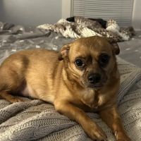 BluePearl Pet Hospital ico