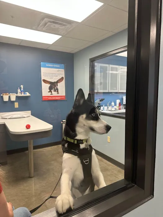 PetWellClinic - Washington Picture 6