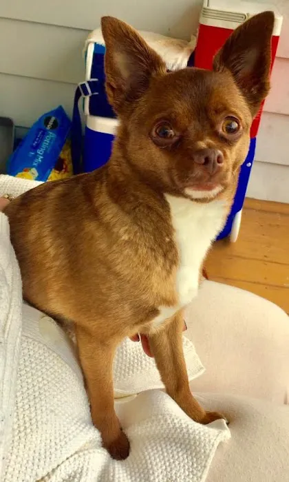 All About Pets Veterinary Hospital Picture 8