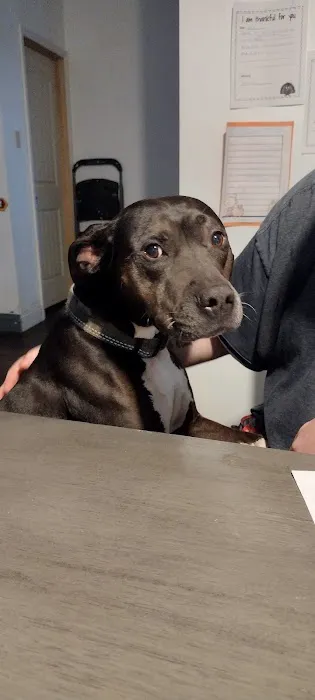 All About Pets Veterinary Hospital Picture 6
