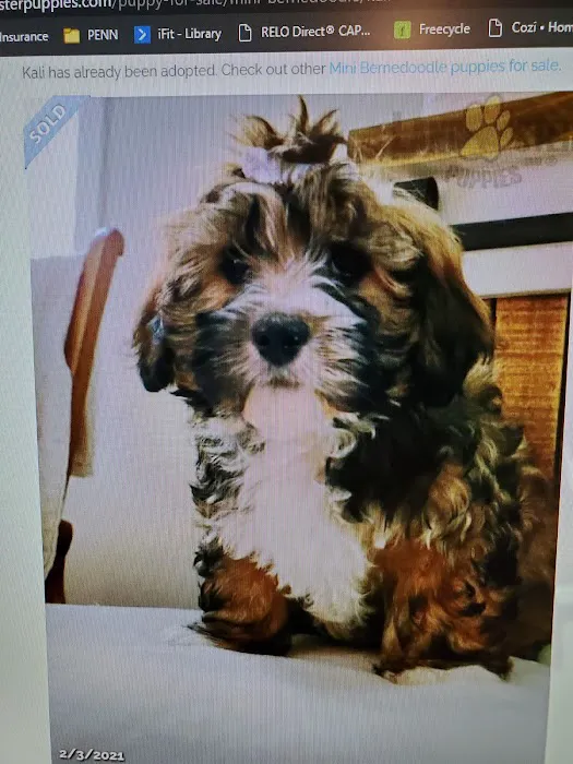 All About Pets Veterinary Hospital Picture 9