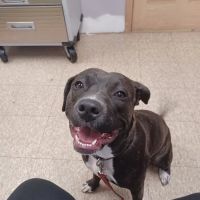 Akeso Veterinary Clinic ico