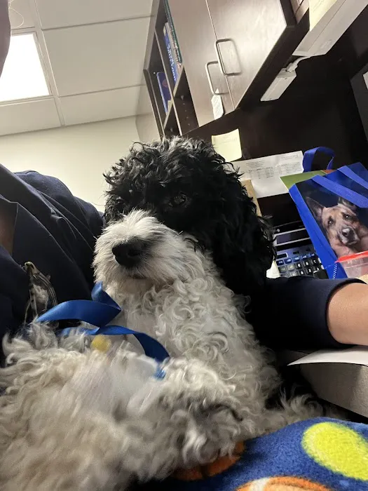 VCA Castle Shannon Animal Hospital Picture 10