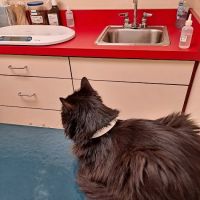 Rivers Veterinary Urgent Care ico