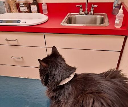 Rivers Veterinary Urgent Care