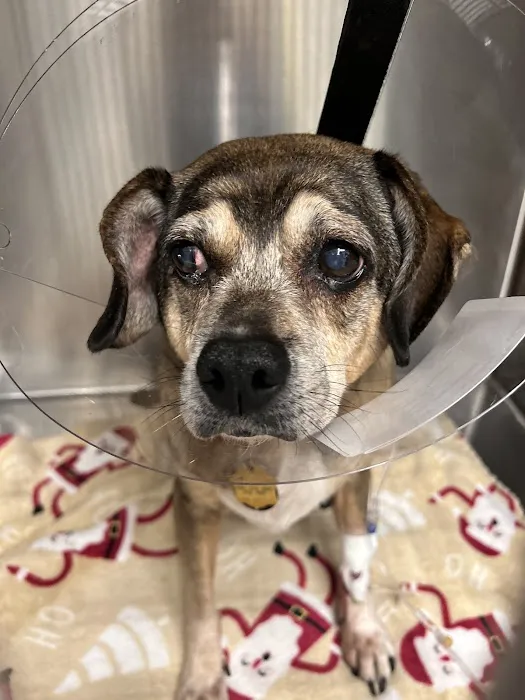 Rivers Veterinary Urgent Care Picture 5