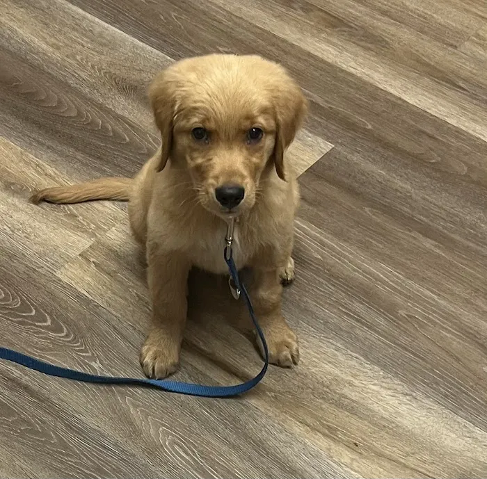 Rivers Veterinary Urgent Care Picture 6