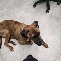 West Liberty Animal Hospital ico