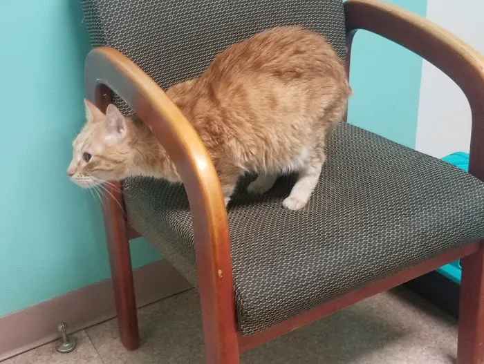 West Liberty Animal Hospital Picture 2