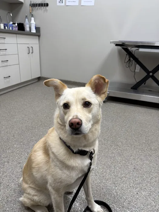 Greentree Animal Clinic South Picture 7