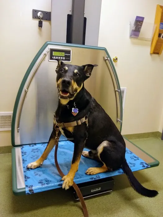 Greentree Animal Clinic Picture 6