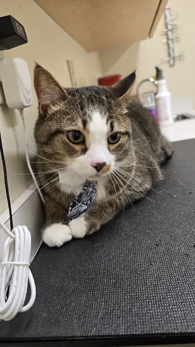 Greentree Animal Clinic Picture 7