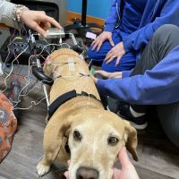 Cranberry Holistic Pet Care ico