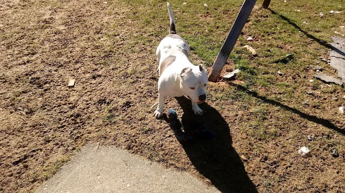 Animal General of Cranberry Twp. Picture 5
