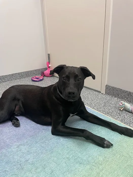 PetVet365 Pet Hospital Pittsburgh/Cranberry Picture 7