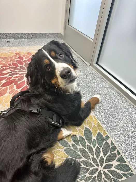 PetVet365 Pet Hospital Pittsburgh/Cranberry Picture 10