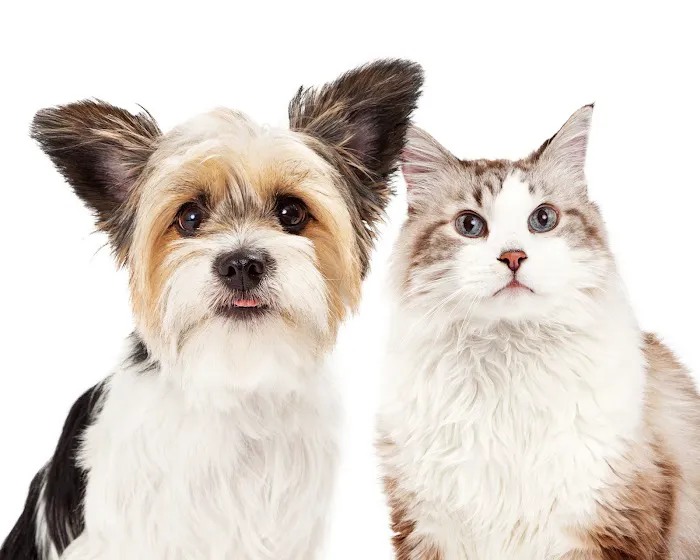 Pittsburgh Veterinary Dermatology Picture 1