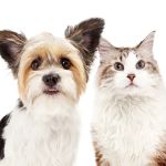 Pittsburgh Veterinary Dermatology