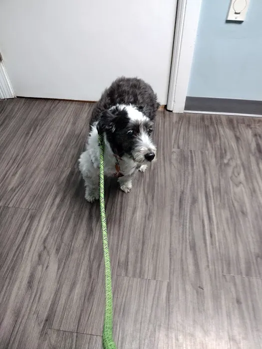 Avalon Veterinary Hospital Picture 1