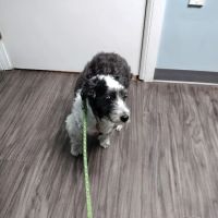 Avalon Veterinary Hospital ico