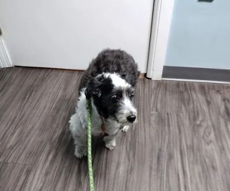 Avalon Veterinary Hospital