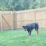 Banfield Pet Hospital