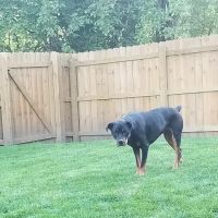 Banfield Pet Hospital ico