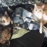 PetVet365 Pet Hospital Pittsburgh/Ross Park ico