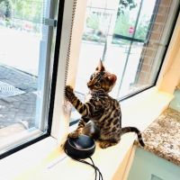 Cranberry Veterinary Hospital ico