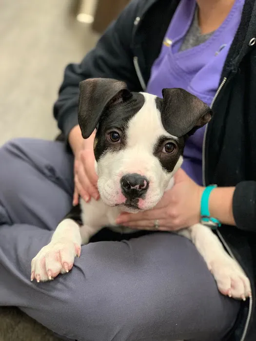 Cranberry Veterinary Hospital Picture 8
