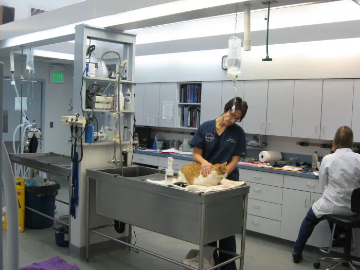 VCA Northview Animal Hospital Specialty Referral Center Picture 1