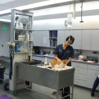 VCA Northview Animal Hospital Specialty Referral Center ico