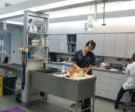 VCA Northview Animal Hospital Specialty Referral Center