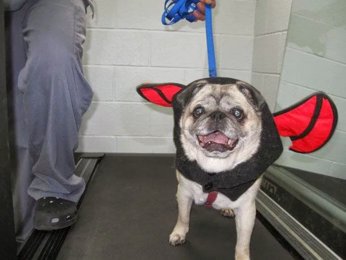 VCA Northview Animal Hospital Specialty Referral Center Picture 6