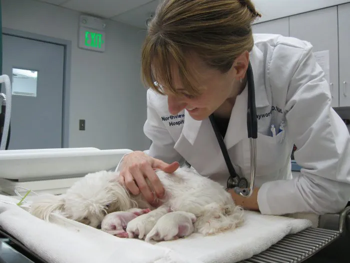 VCA Northview Animal Hospital Specialty Referral Center Picture 9