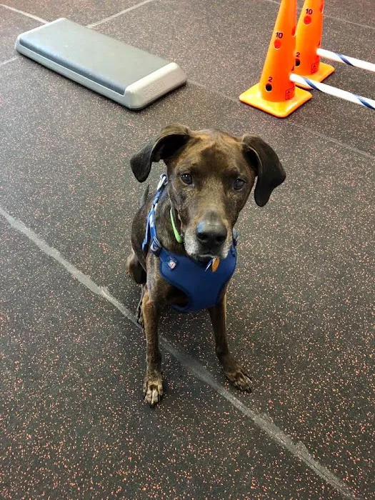 Steel City Canine Rehabilitation & Sports Medicine Picture 1