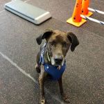 Steel City Canine Rehabilitation & Sports Medicine