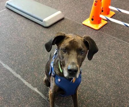 Steel City Canine Rehabilitation & Sports Medicine