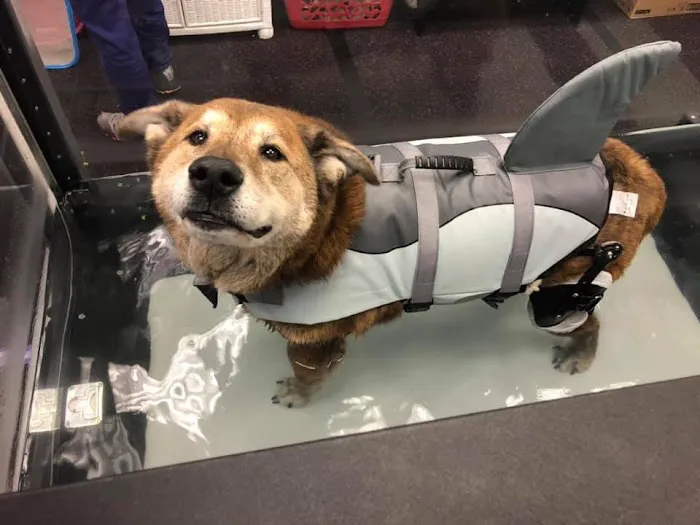 Steel City Canine Rehabilitation & Sports Medicine Picture 3