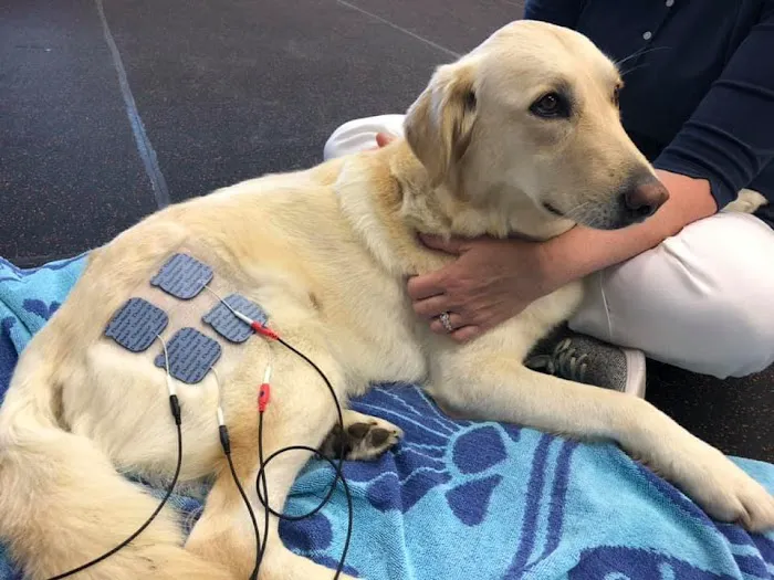 Steel City Canine Rehabilitation & Sports Medicine Picture 5